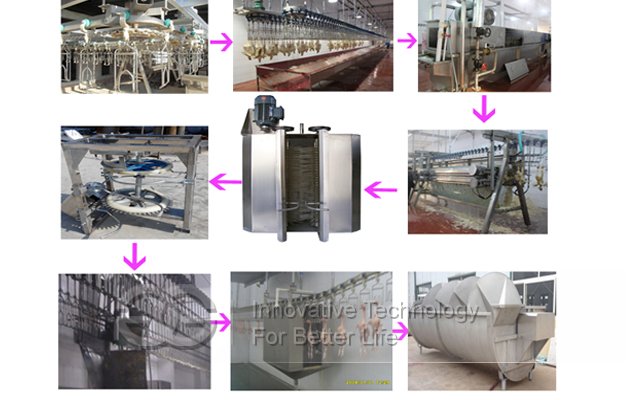 chicken slaughtering process