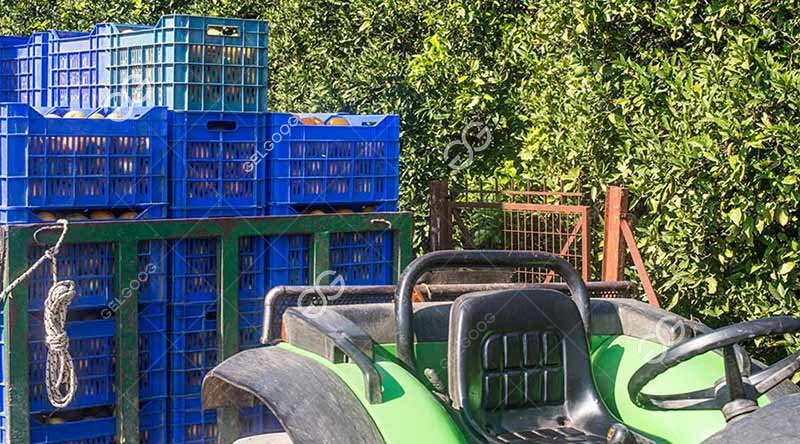 fruit vegetable processing plant
