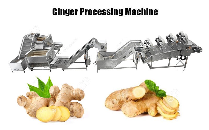 ginger processing machine
