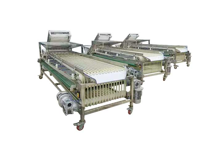 Industrial Palm Date Size Sorting Grading Machine