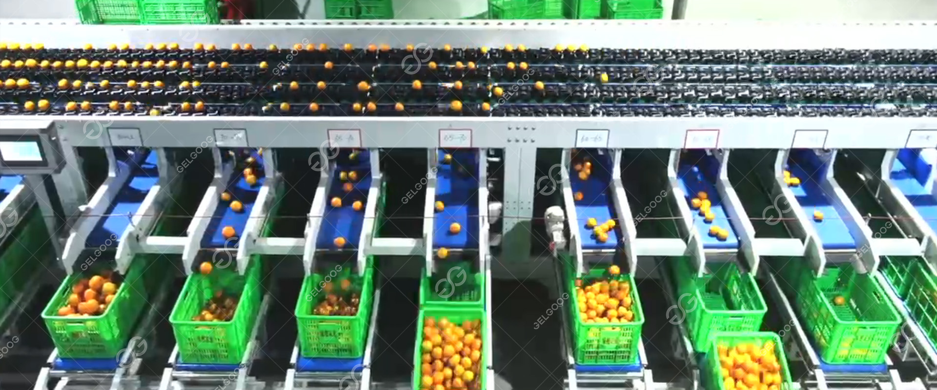 Automatic Fruit Sorting System
