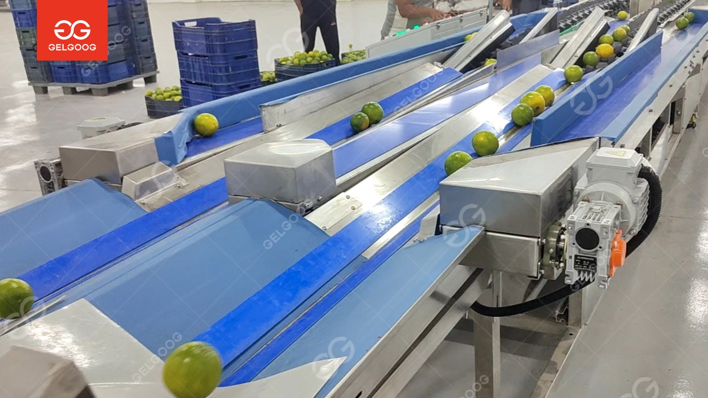 Egypt Fruit Processing Line Installation