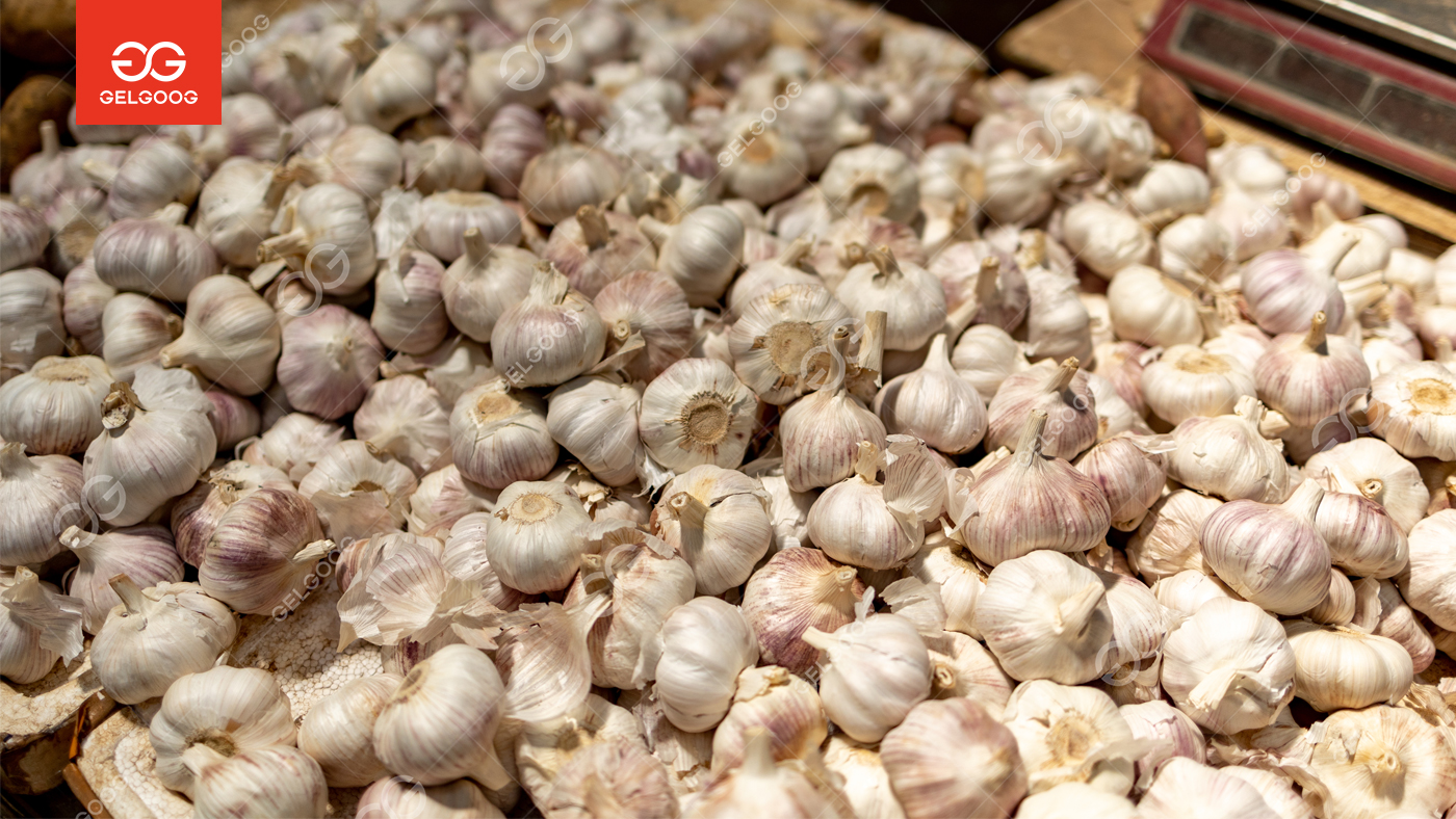 Garlic Processing Industry: Market Trends, Manufacturing Process & Business Opportunities