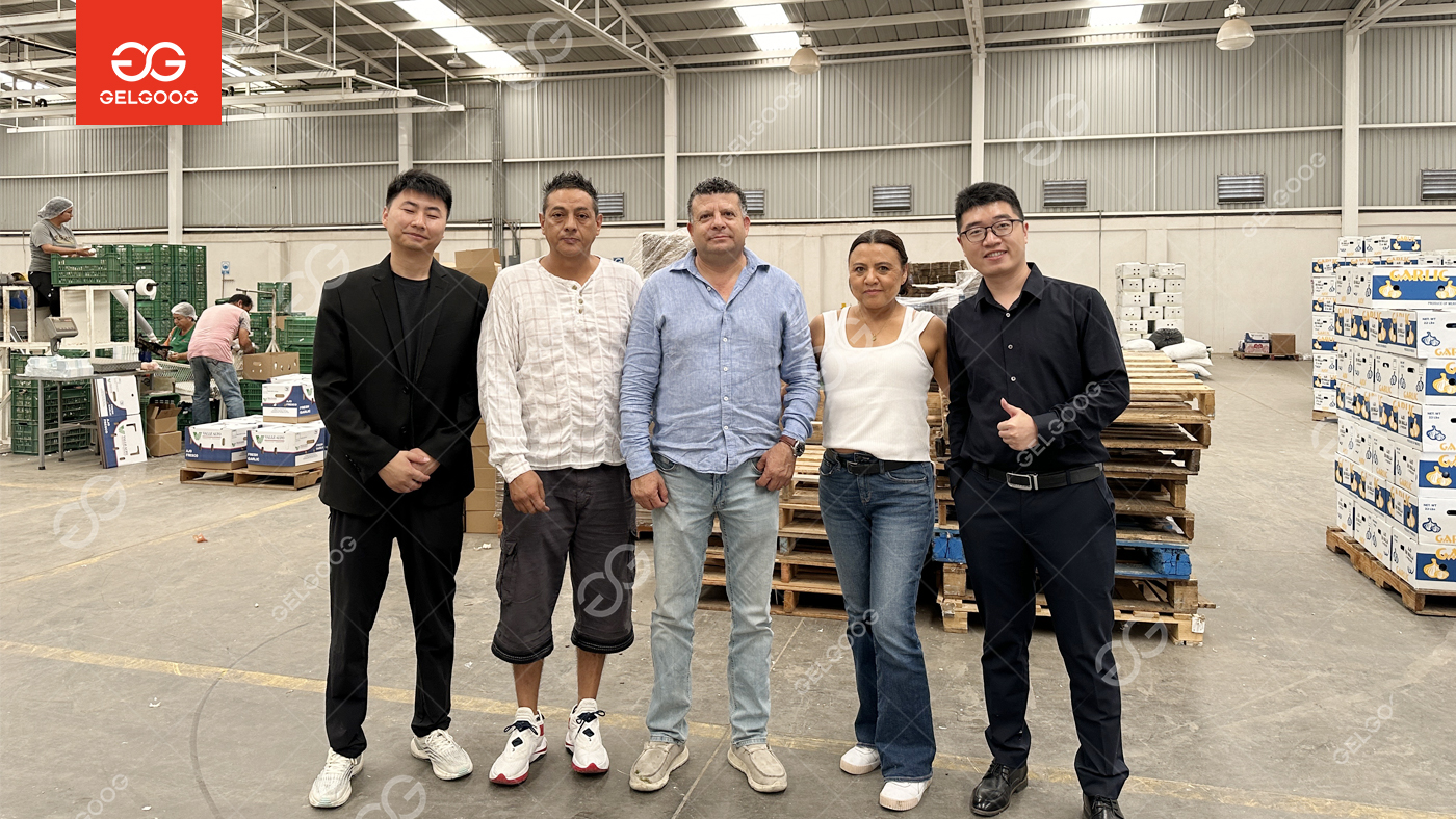  U.S. Success Story in Garlic Processing: How GELGOOG Helped GC Company Achieve Two Years of Stable Operation