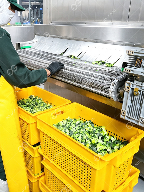 IQF Vegetable Processing Machine Overview