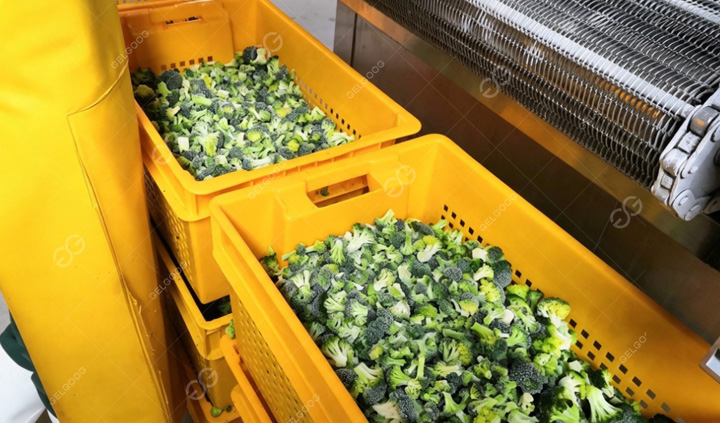 IQF Freezer for Frozen Vegetable