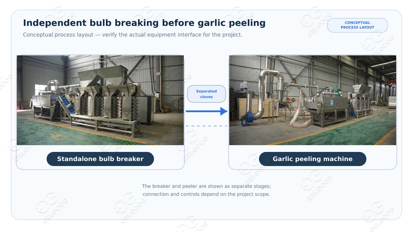 Do You Need a Garlic Bulb Breaker Before a Peeling Machine?